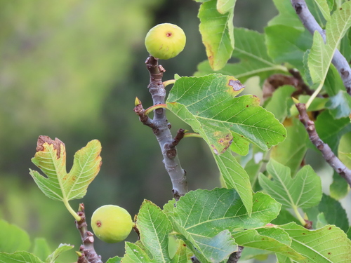 Ficus carica