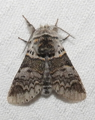 Furcula occidentalis