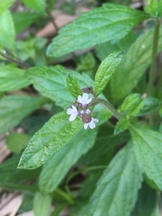 Verbena officinalis
