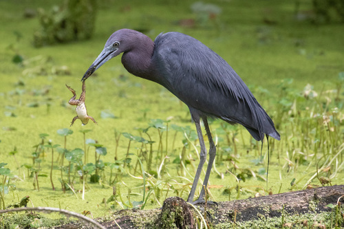 Little Blue Heron, Palm Beach County, FL, USA, photo 7 of 10
