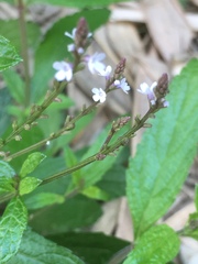 Verbena officinalis