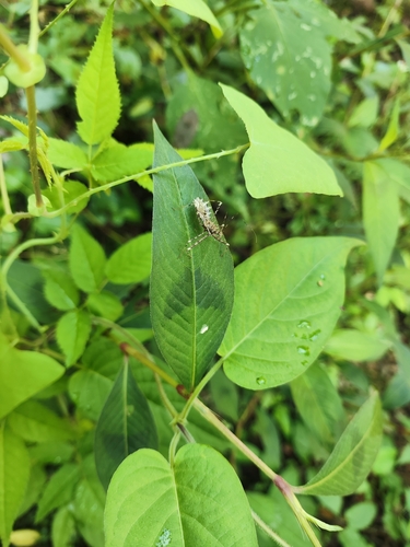 Sclomina erinacea