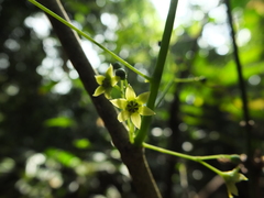 Erythropalum scandens