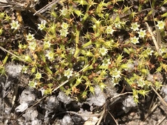 Chorizanthe procumbens