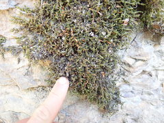 Racomitrium aciculare