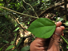 Erythropalum scandens