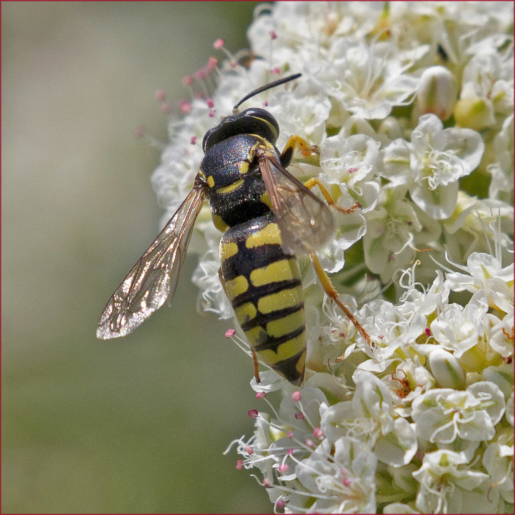 Bicyrtes capnopterus