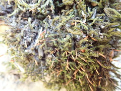 Racomitrium aciculare