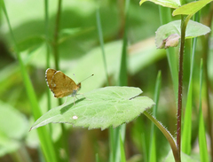 Phyciodes batesii
