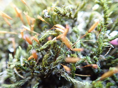 Racomitrium aciculare