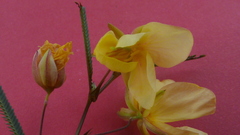 Chamaecrista flexuosa
