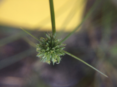 Cyperus lupulinus