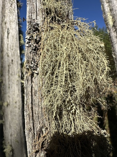 bradatec drsný (Usnea dasopoga)