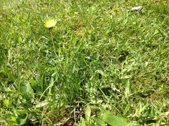 Pilosella lactucella