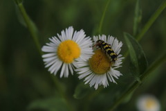 Plagionotus floralis