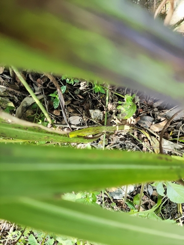 Beautiful Pygmy Frog