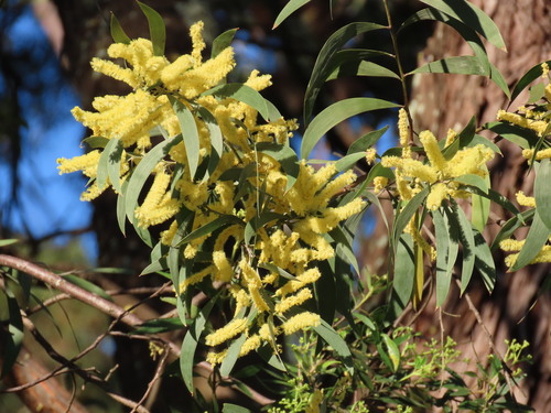 Image of Acacia binervia by (c) ian_mcallan, some rights reserved (CC BY)