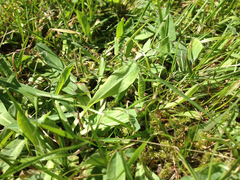 Pilosella lactucella