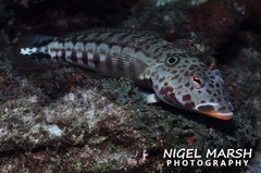 Parapercis clathrata