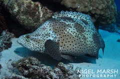 Chromileptes altivelis