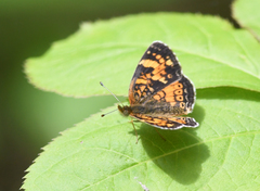 Phyciodes batesii