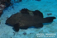 Epinephelus maculatus