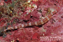 Corythoichthys amplexus