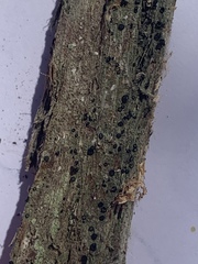 Cresponea chloroconia