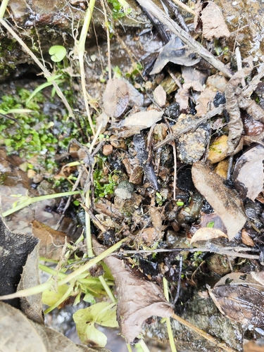 Nerthra indica