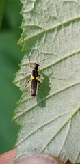 Trypherus