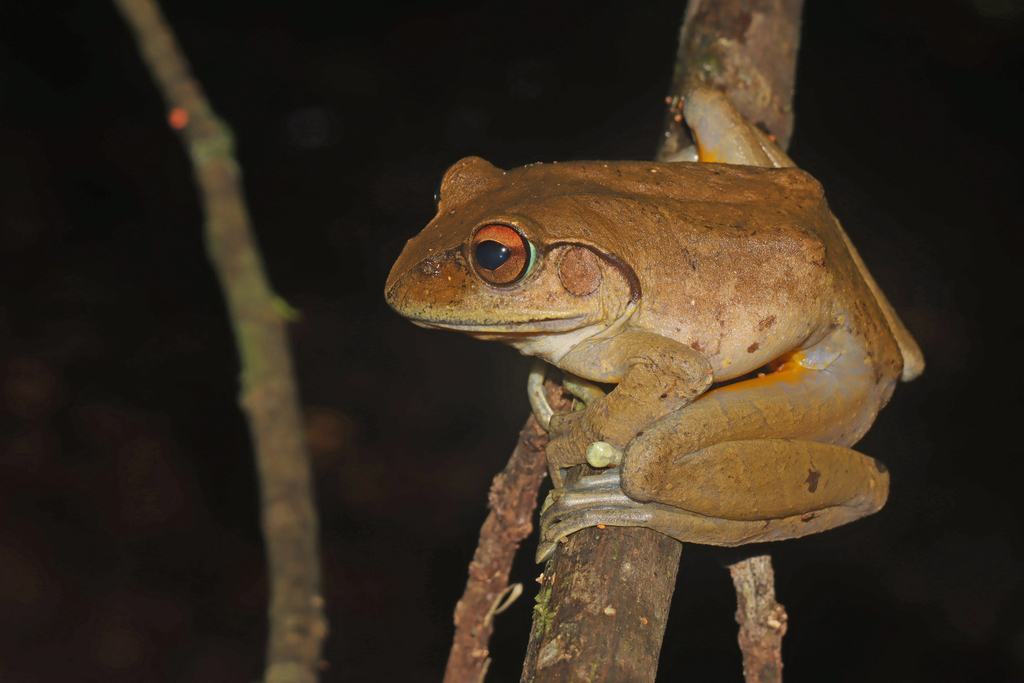 Goudot's Bright-Eyed Frog