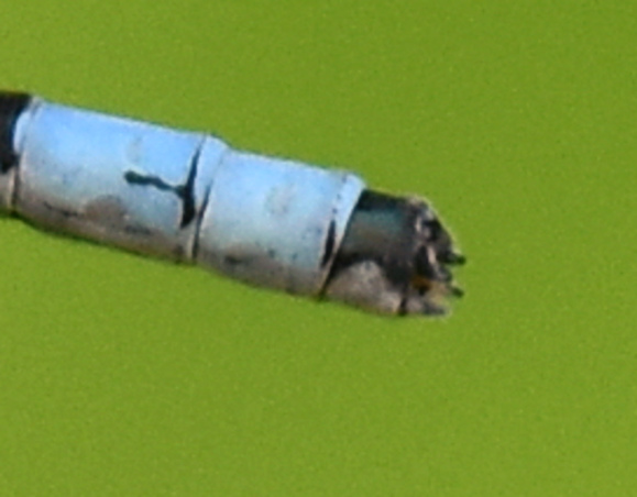 Hagen's Bluet