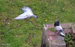Columba livia domestica