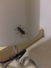 Xylotrechus smei