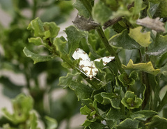 Conchylodes octonalis
