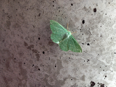 Geometra papilionaria
