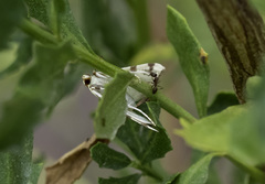 Conchylodes octonalis