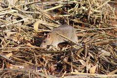 Rattus norvegicus