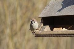 Passer montanus