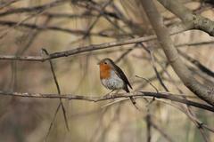 Erithacus rubecula