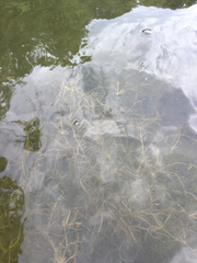 Potamogeton pusillus