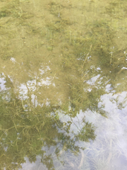 Potamogeton pusillus
