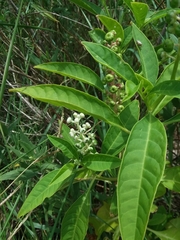 Phytolacca americana rigida