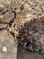 Euphorbia clivicola, photograph author not stated, no rights reserved