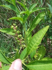 Phytolacca americana rigida