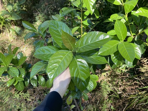 Image of Viburnum odoratissimum by (c) Thomas Mesaglio, some rights reserved (CC BY)