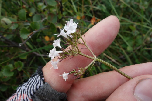 Image of Valeriana capitata by (c) Aleksei Baushev, some rights reserved (CC BY)