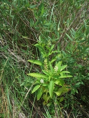 Phytolacca americana rigida