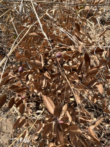 Image of Ziziphus zeyheriana by no rights reserved