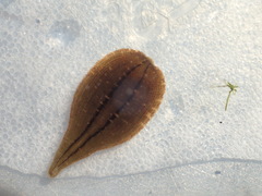 Glossiphoniidae